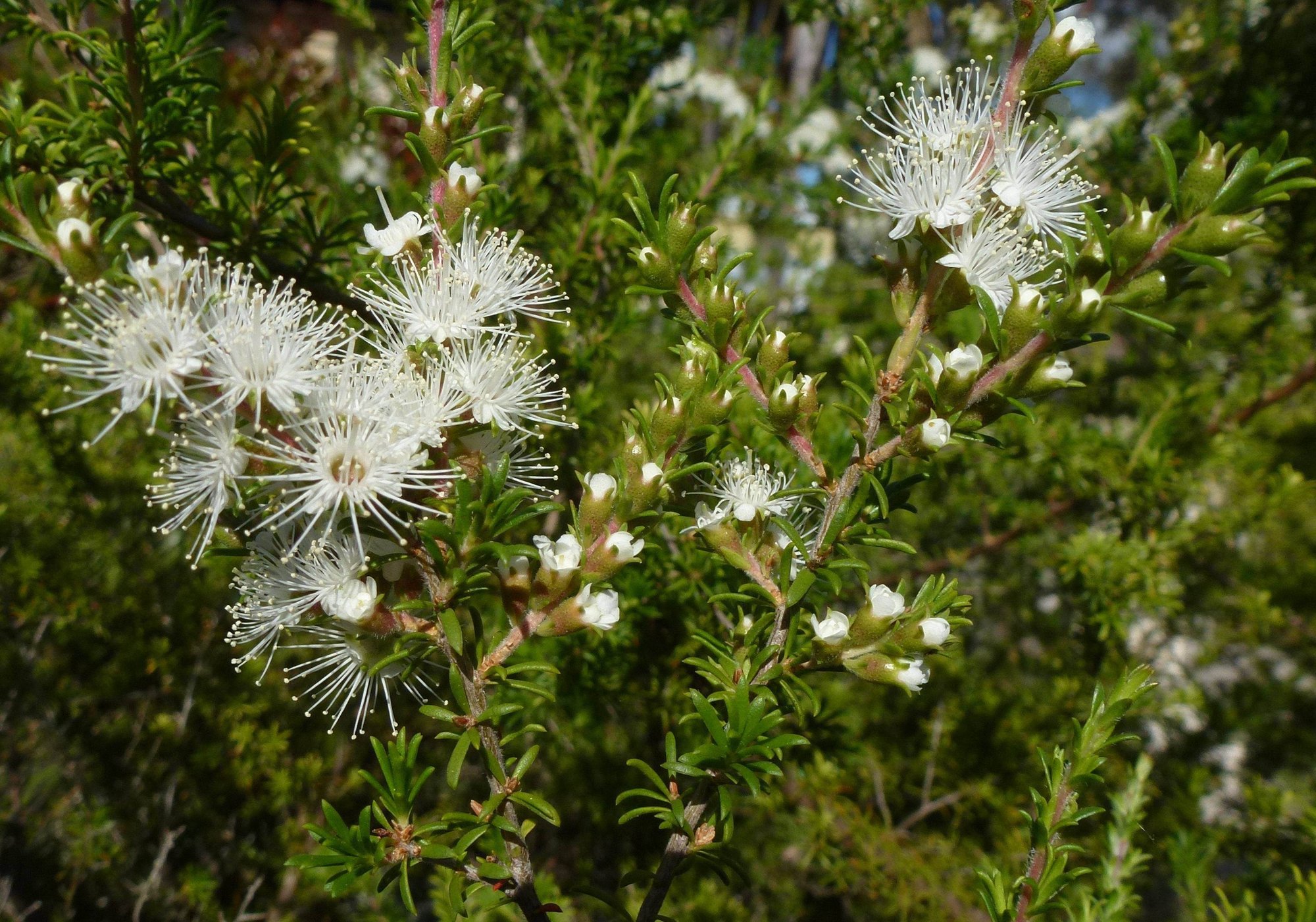16. Kunzea 16. Kunzea