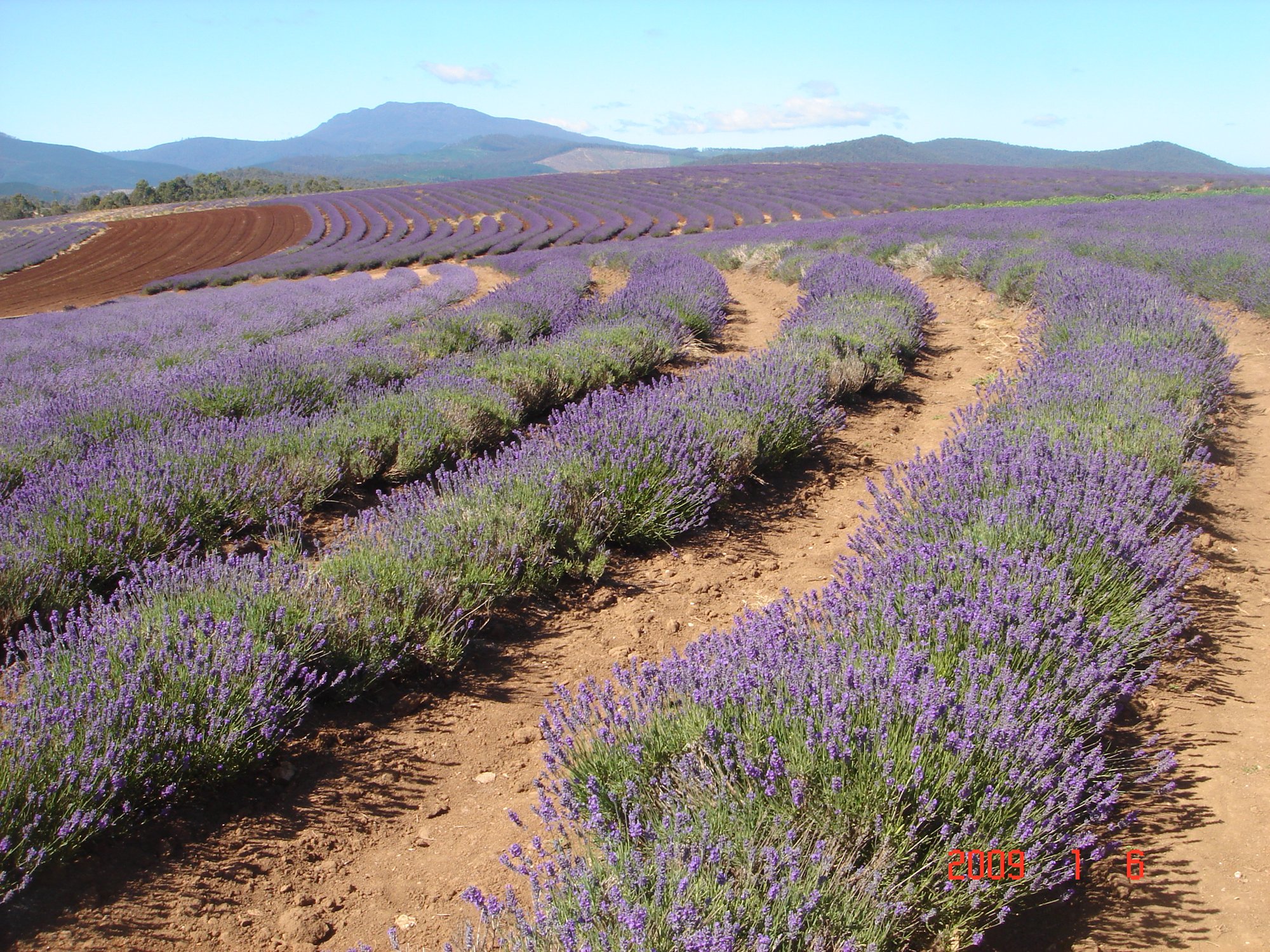 17. Lavender_Australian 17. Lavender_Australian