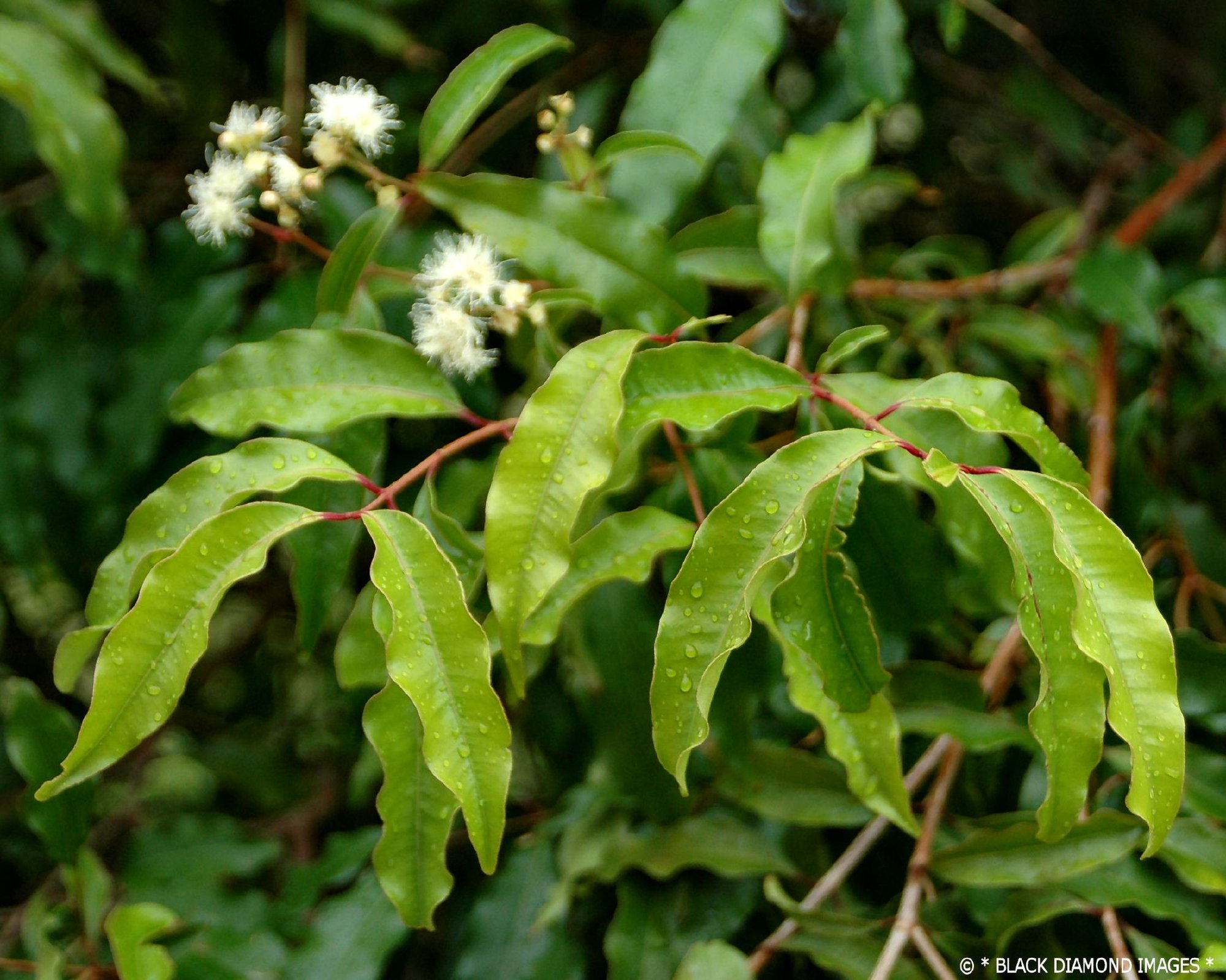 1_Anise_Myrtle