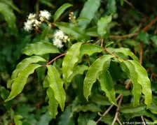 ANISE MYRTLE OIL