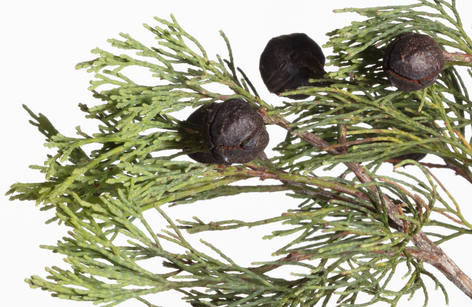 4. Blue Cypress
