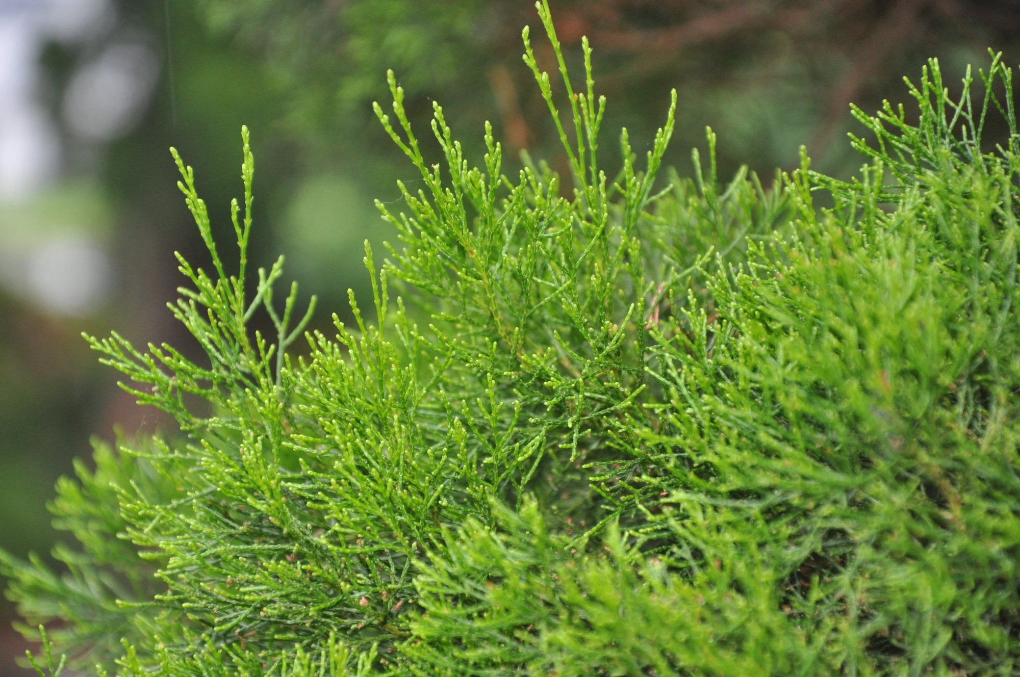 6. White Cypress Wood 6. White Cypress Wood