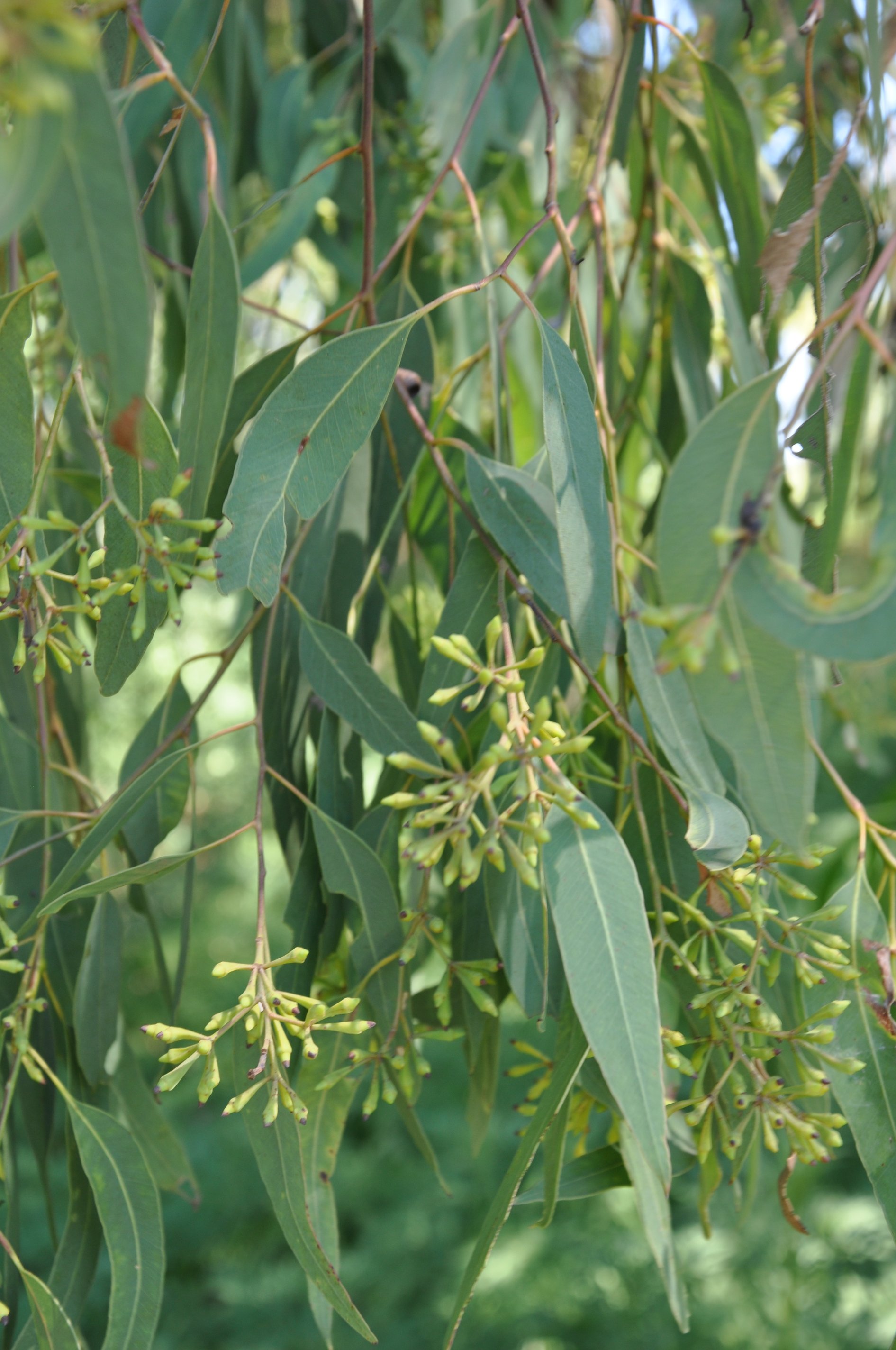 7. Eucalyptus radiata