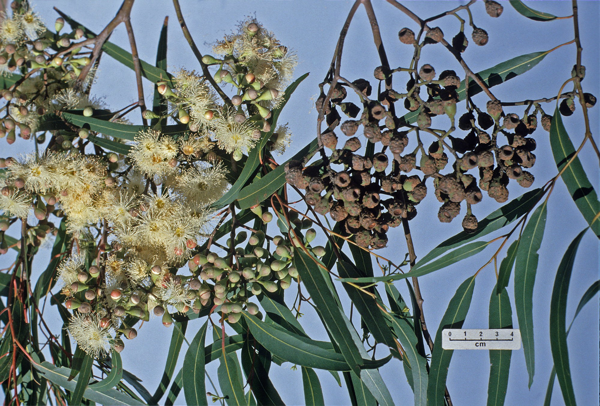 9. Eucalyptus citriodora 9. Eucalyptus citriodora