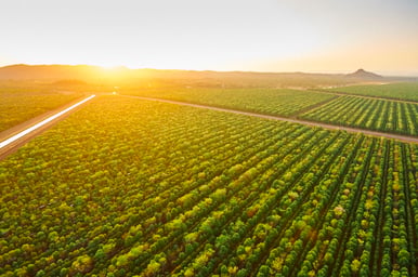 Sandalwood Plantations in Western Australia