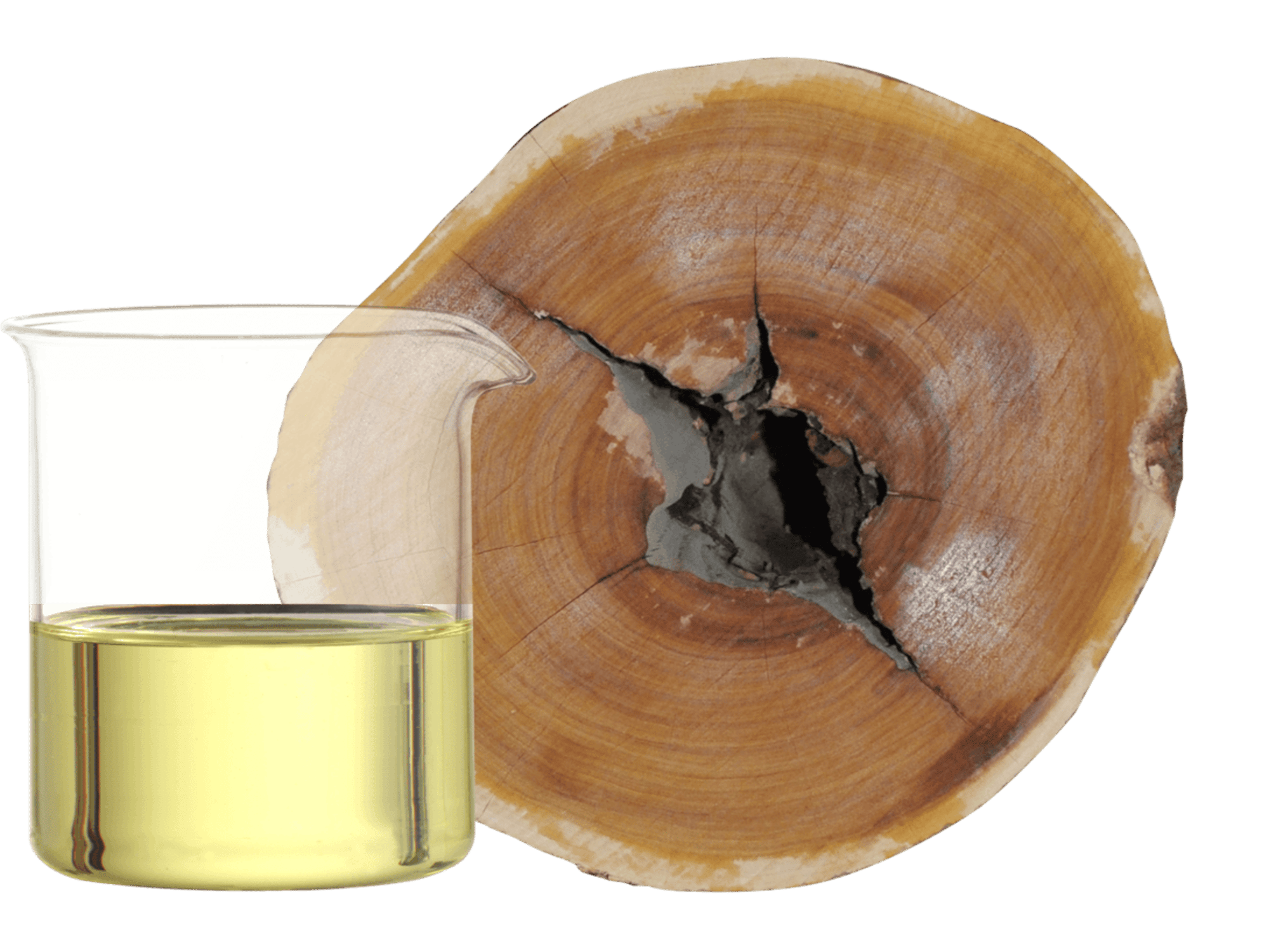 Sandalwood_spicatum_1_5712x4284