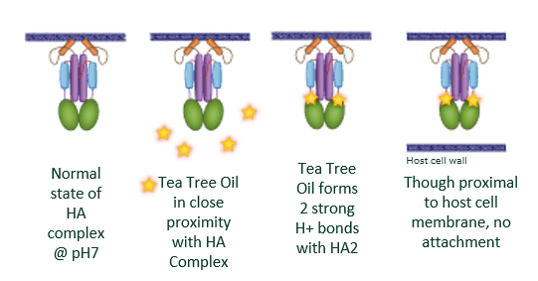 TTO antiviral HA explainer