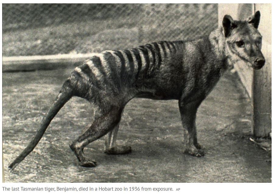 Tasmanian Tiger