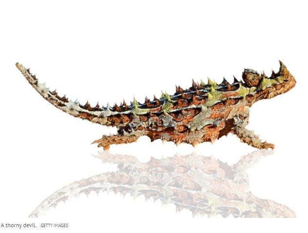 Thorny Devil