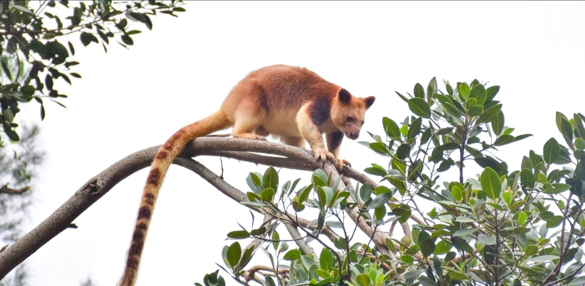 Tree kangaroo