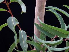 Eucalyptus Citriodora