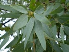 EUCALYPTUS, LEMON SCENTED IRON BARK OIL