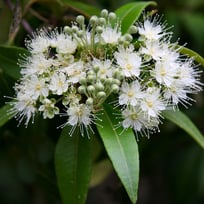 LEMON MYRTLE OIL
