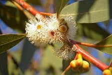 EUCALYPTUS, PEPPERMINT GUM OIL