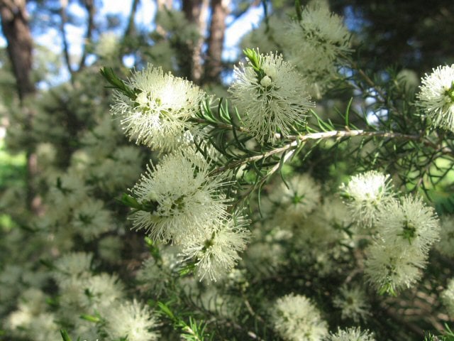 Rosalina (Lavender Tea Tree)