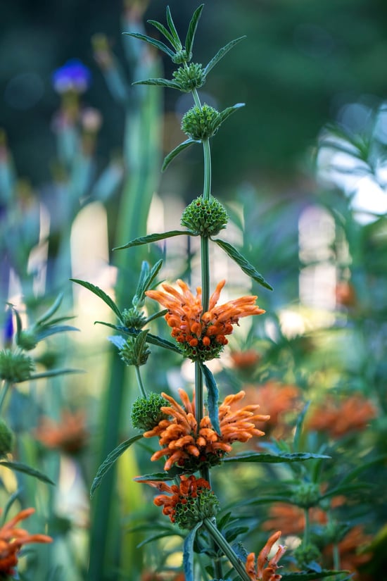 Single product botany (1)