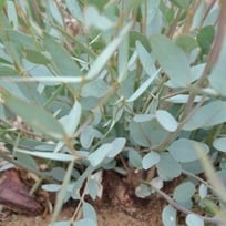 EUCALYPTUS KOCHII OIL