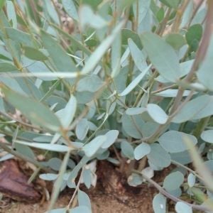 eucalyptus kochii