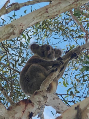 koala 22042026