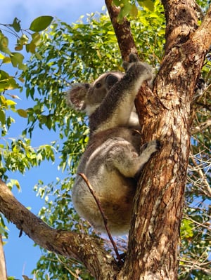 koala dual 1 May 2026