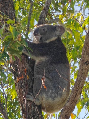 koala dual 2 30 april 2026
