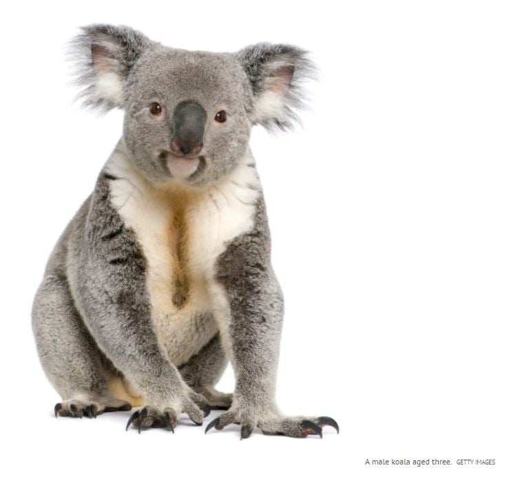 koala getty images