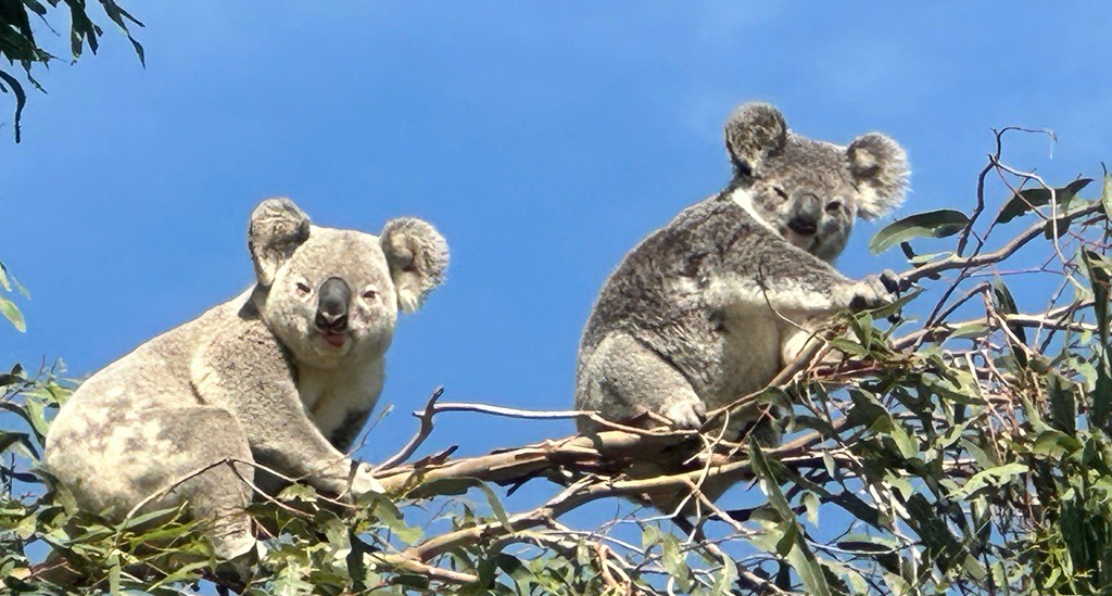 koalas loxy-1