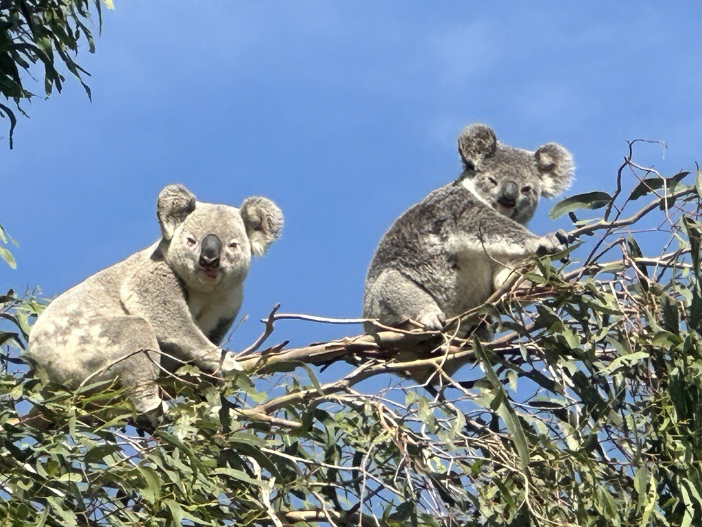 koalas loxy