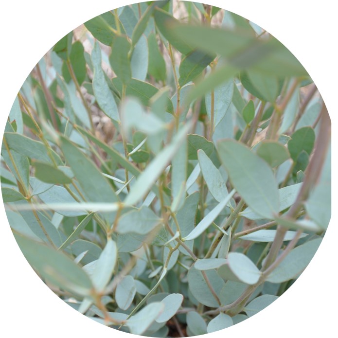 kochii product image round