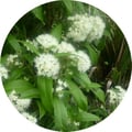 lemon myrtle product image round