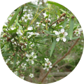 lemon scented tea tree product image round