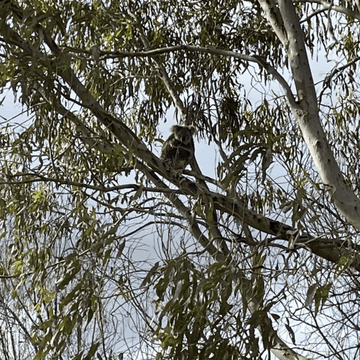 loxy name koala