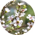 manuka product image round