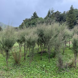 manuka tree