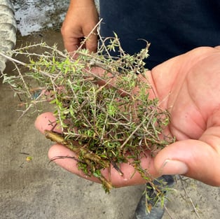 organic manuka leaves in hand-sq