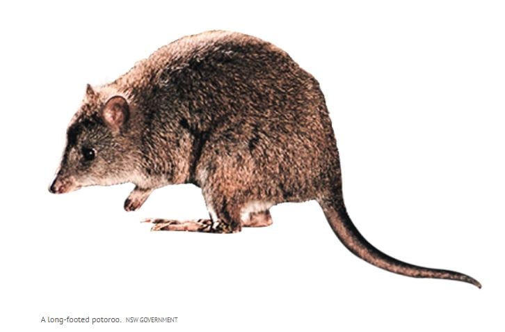 potoroo