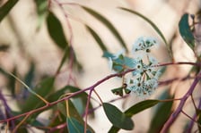 EUCALYPTUS YANDEE OIL