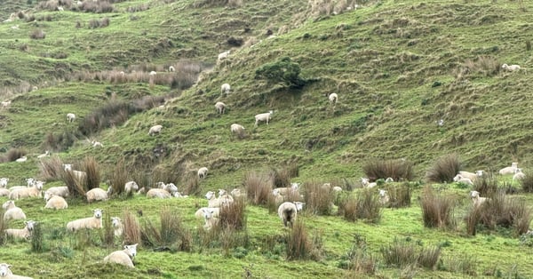 sheeps in waikura