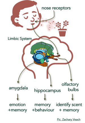 smell connects with memory and emotion