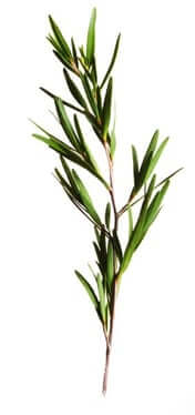 Is Tea Tree Fun Facts About Tea Tree: A Brief History