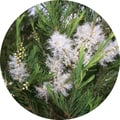 tea tree product image round