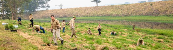 team planting trees pano 600px