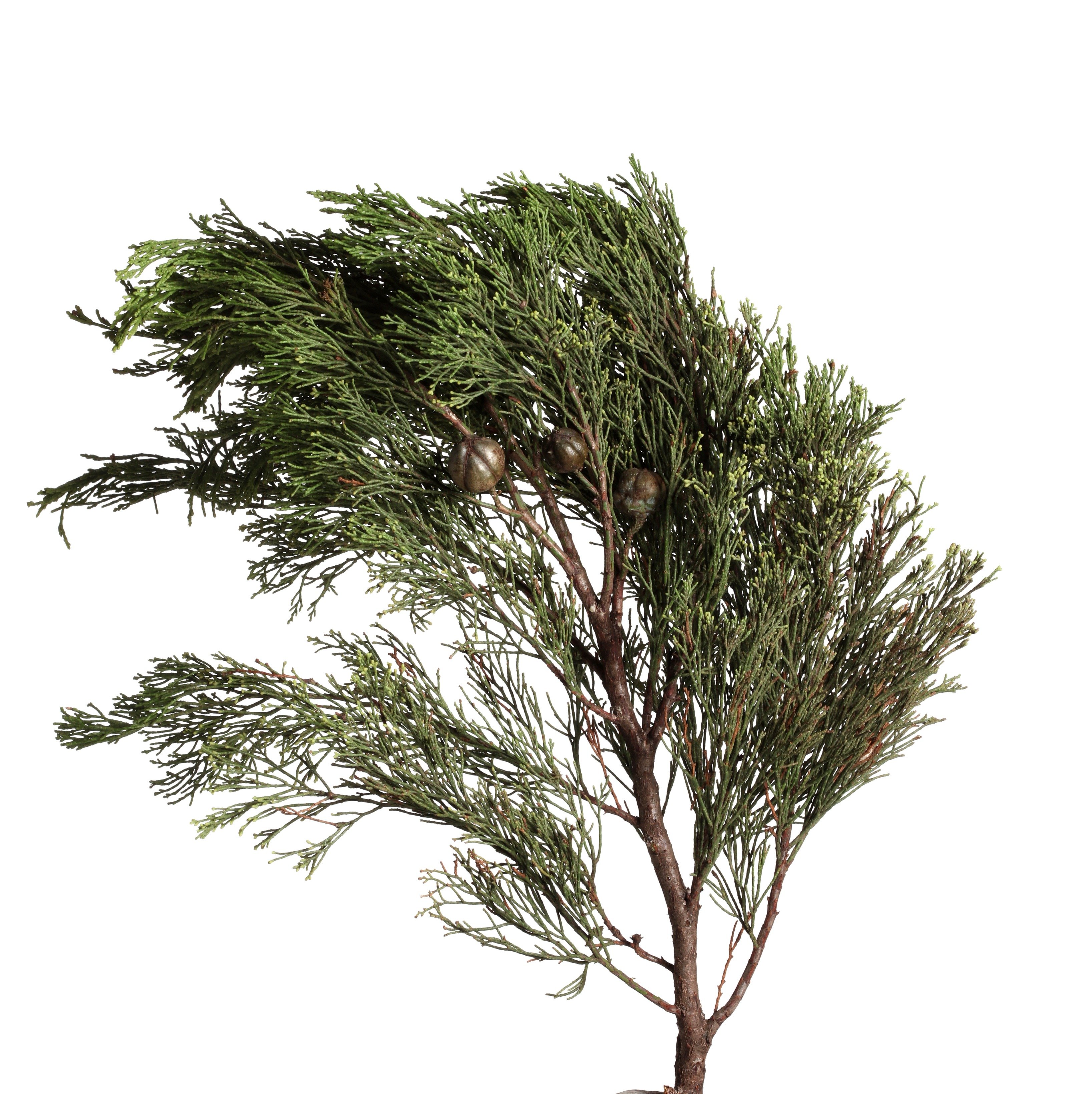 white cypress leaf and branch close up