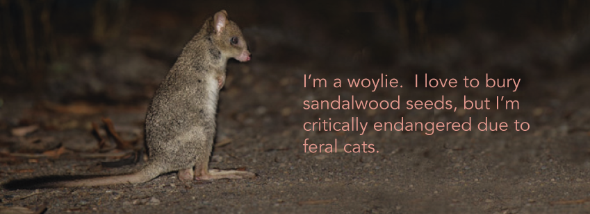 woylie_bannerred