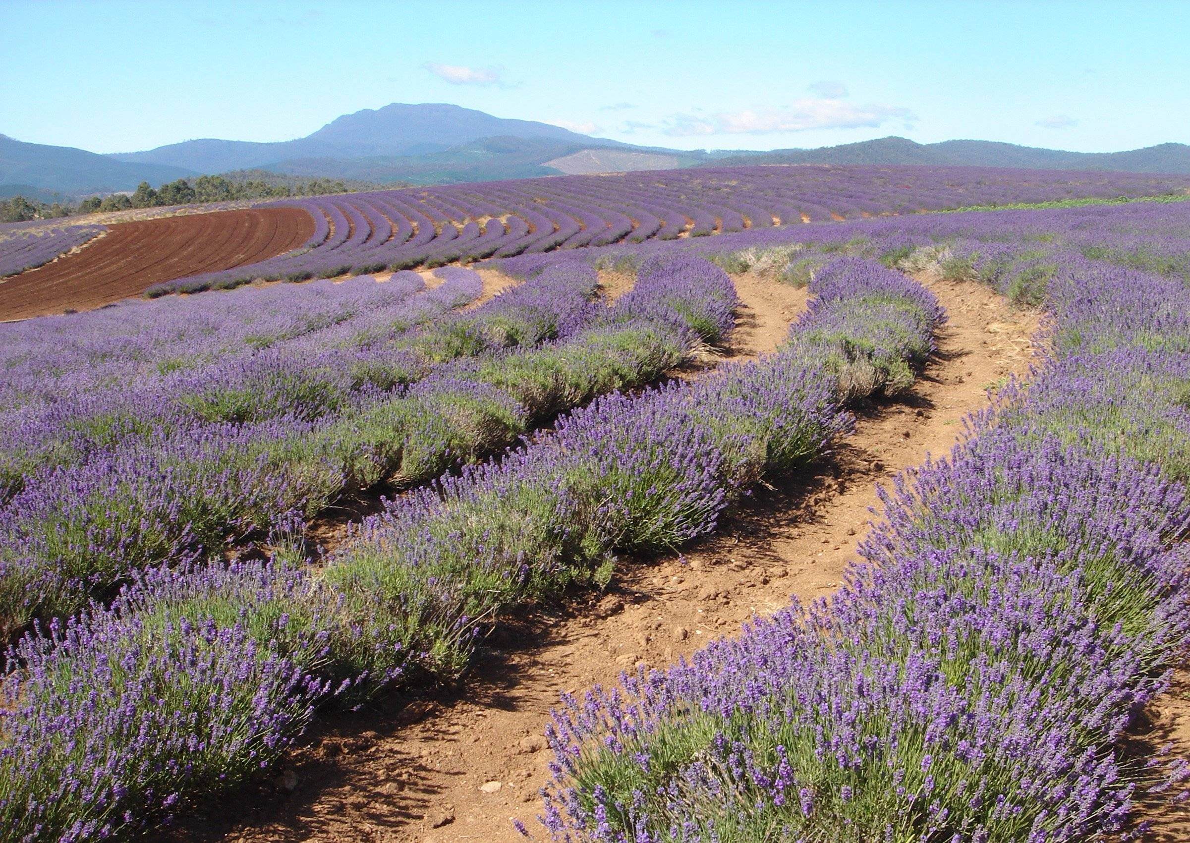 17. Lavender