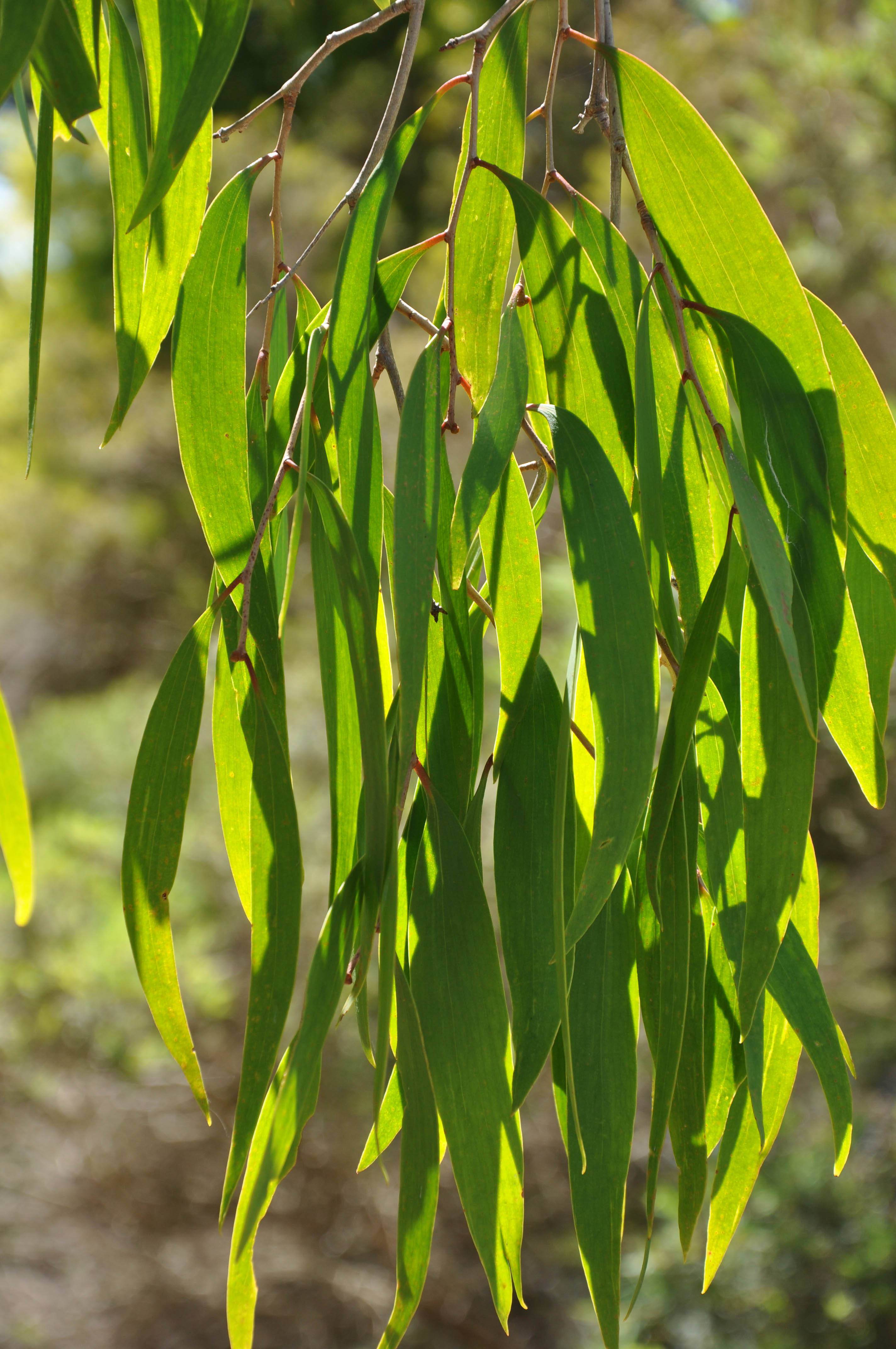 20. Nerolina