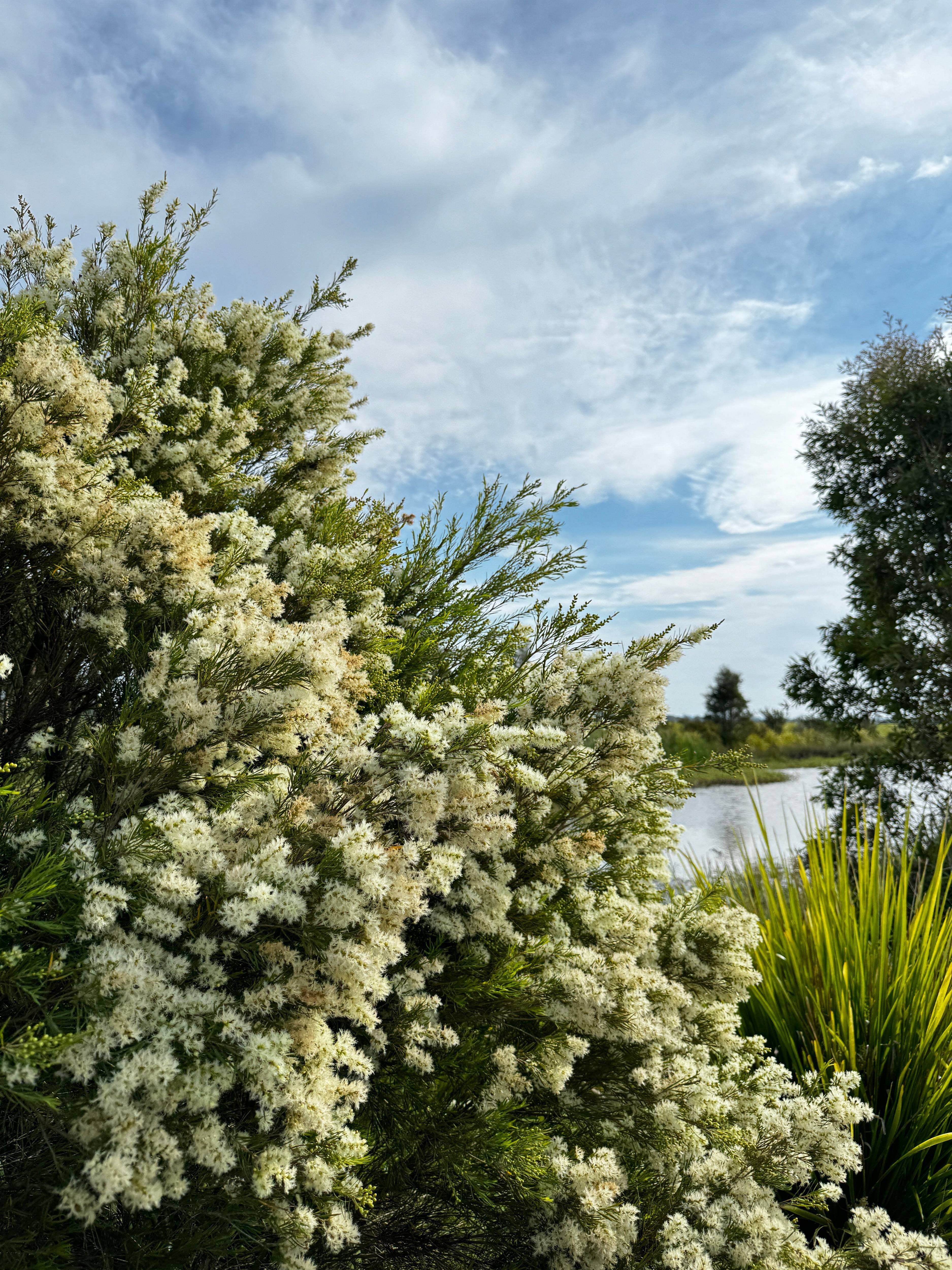Fighting Acne Naturally: Australian Tea Tree Oil Leading the way