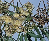 EUCALYPTUS LEMON SCENTED OIL