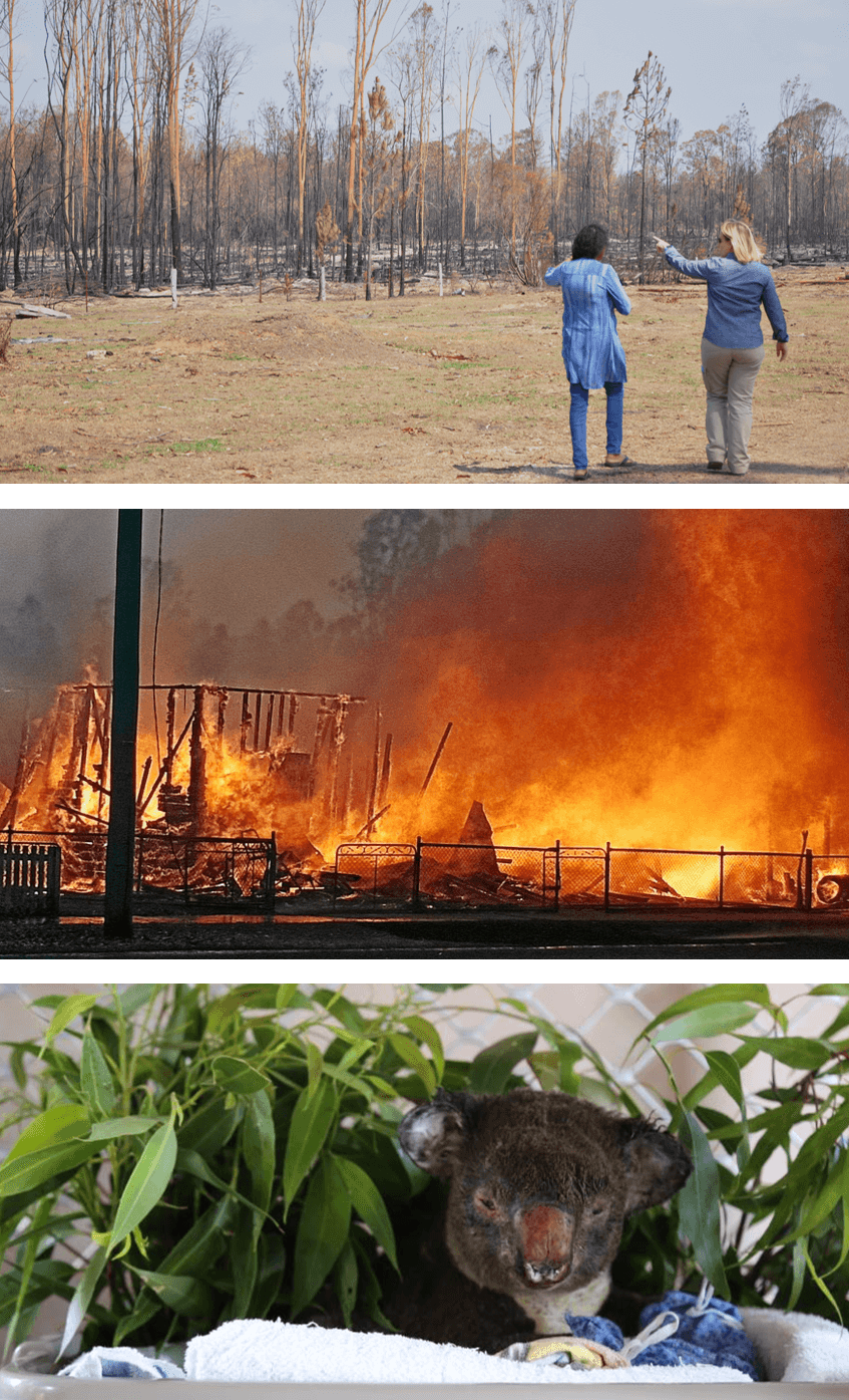 Bushfires support-1