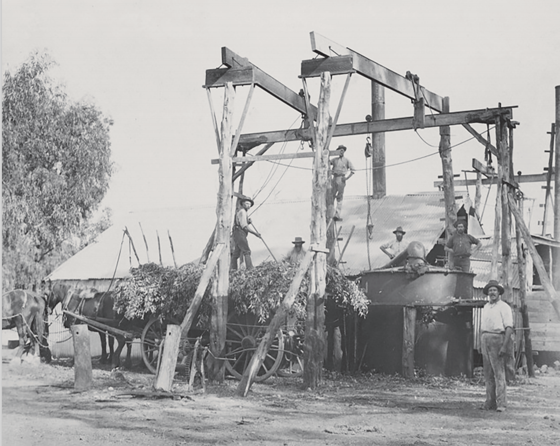 The History of Eucalyptus Oil Production in Australia